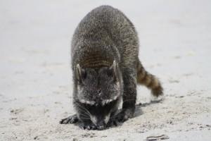 Petites et grosses bébêtes !!