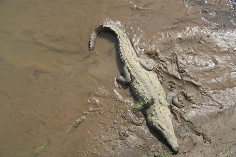 Petites et grosses bébêtes !!