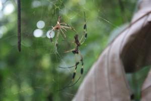 Petites et grosses bébêtes !!