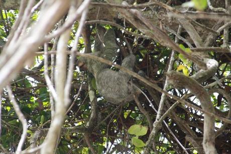 Petites et grosses bébêtes !!