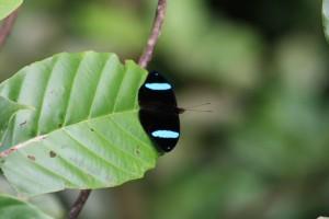 Petites et grosses bébêtes !!
