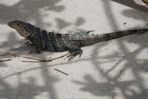 Petites et grosses bébêtes !!