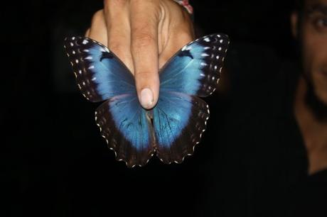 Petites et grosses bébêtes !!