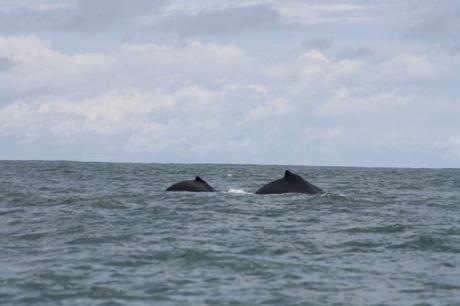 Petites et grosses bébêtes !!