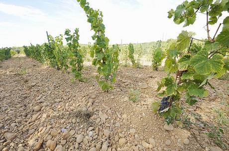 Il est prévu que la surface en vigne puisse augmenter de 1%, soit 8 000 hectares par an en France, trop pour Modef et Confédération. DR