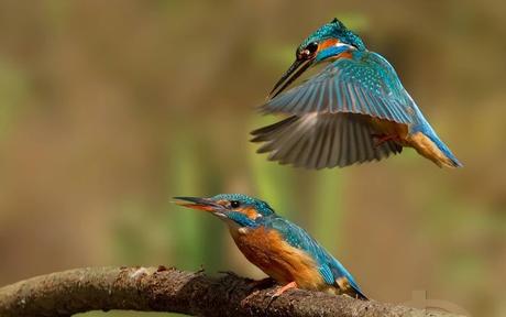 Divers - les oiseaux - 2