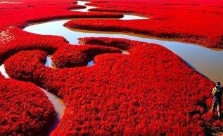 En promenade : La Plage rouge de Panjin en Chine