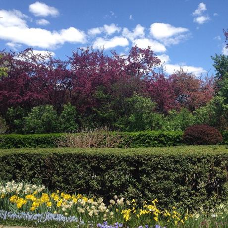 I’d stay here all day đŸŒ¸đŸ’•đŸŒłđŸŒźđŸŒˇđŸŒšđŸŒż #NewYork #NYC #nature #CentralPark #nofilter #flowers #park #explore #spring #love #happy (à Conservatory Garden)