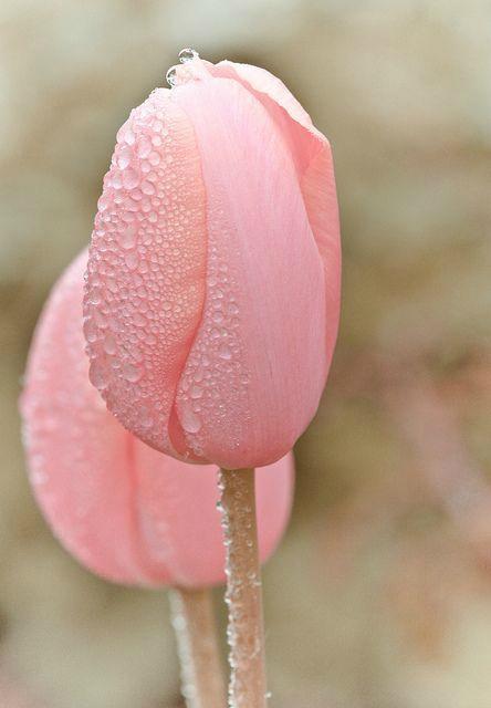 tulipes sous la pluie
