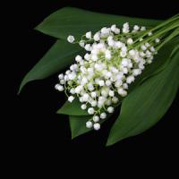 Lily of the valley isolated on black