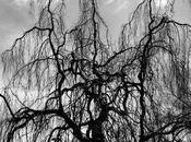 poésie sonore Colin Stetson Sarah Neufeld