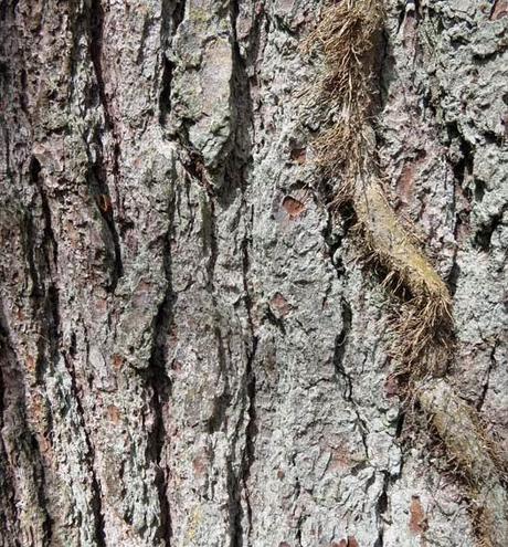 Pinus strobus (Pin Weymouth)