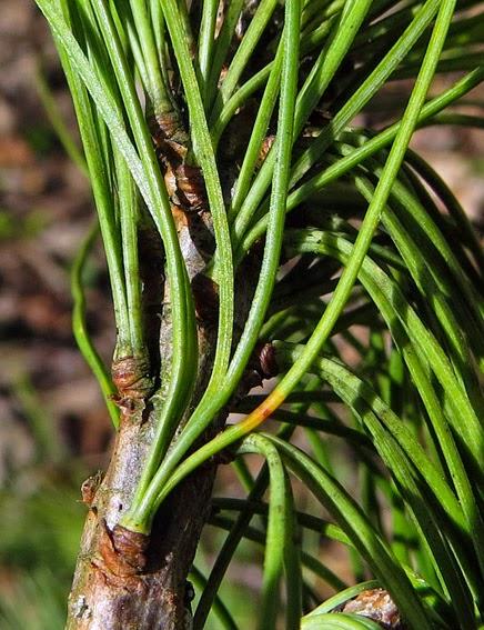 Pinus strobus (Pin Weymouth)