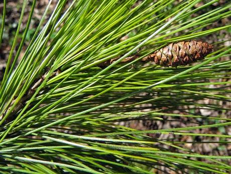 Pinus strobus (Pin Weymouth)