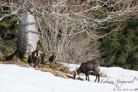 Les chamois et le renard…