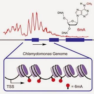 #N6-Méthyldéoxyadénosine #Chlamydomonas N6-Méthyldéoxyadénosine comme marqueur des sites actifs d’initiation de la transcription chez Chlamydomonas