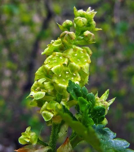 Ribes alpinum (Groseillier des Alpes)