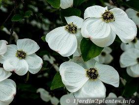 Un arbre à grandes fleurs blanches: le cornouiller de nuttal