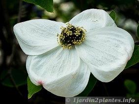 Un arbre à grandes fleurs blanches: le cornouiller de nuttal