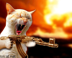 machine_gun_cat