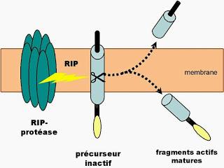 #trendsinbiochemicalsciences #cellule #protéine #enzyme #substrat #protéolysemembranaire Comprendre la protéolyse membranaire : de la dynamique des protéines à la cinétique de réaction