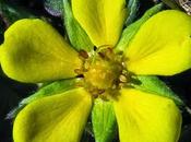 Deux Potentilles jaunes