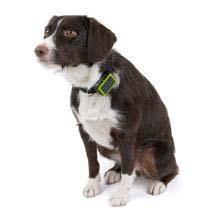Weenect Pets, le GPS pour les chiens