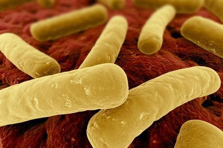 La curcumine inhibe la croissance du Clostridium difficile Clostridium_difficile