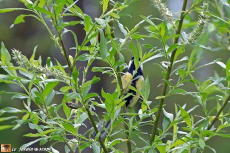 Une mésange et des hannetons jouent à cache-cache