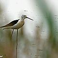 Épier au plus près la vie des oiseaux du bassin d'arcachon…