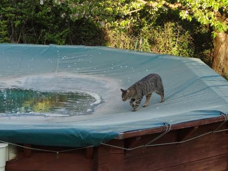 Le petit chat sur la piscine