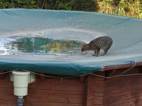 Le petit chat sur la piscine