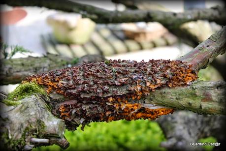 Gymnosporangium juniperi-virginiana...