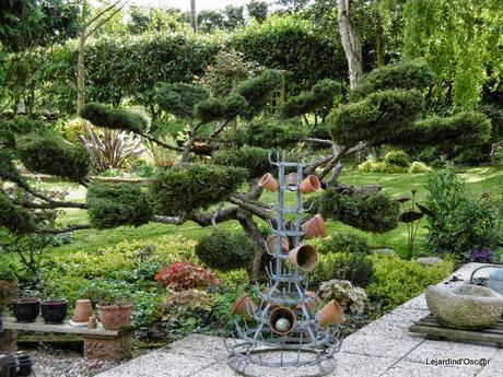 Gymnosporangium juniperi-virginiana...