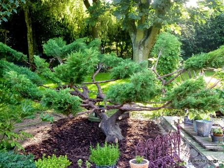 Gymnosporangium juniperi-virginiana...