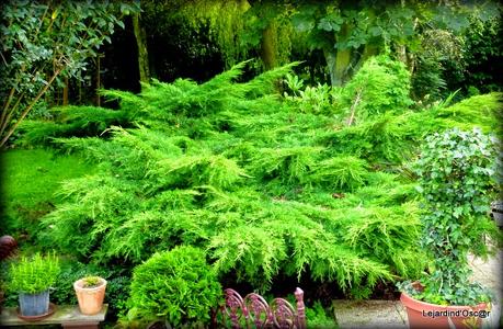 Gymnosporangium juniperi-virginiana...