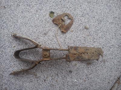 Pauvres petites bêtes