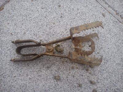 Pauvres petites bêtes