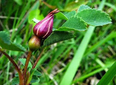Rosa pimpinellifolia (Rosier pimprenelle)