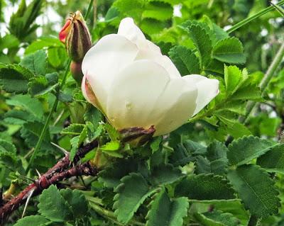 Rosa pimpinellifolia (Rosier pimprenelle)