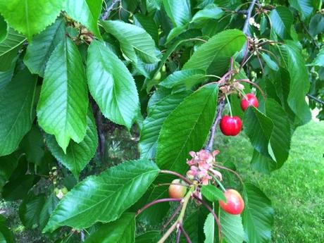 Point cerisier du 8 Mai
