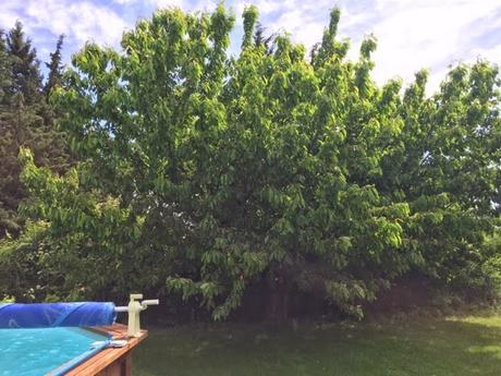 Point cerisier du 8 Mai