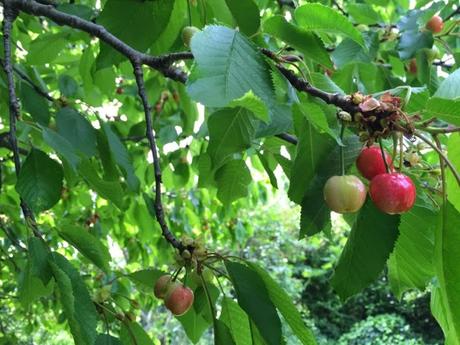 Point cerisier du 8 Mai