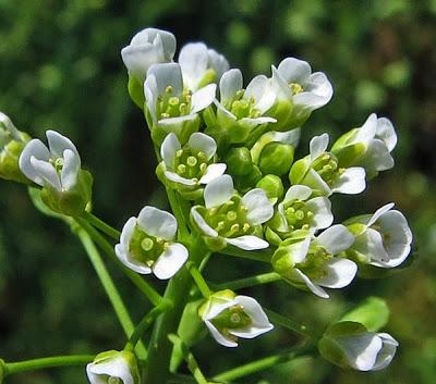 Thlaspi alliaceum (Tabouret à odeur d'ail)