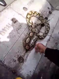 Bangkok, L'huile de cuisine au secours d'un serpent [HD]