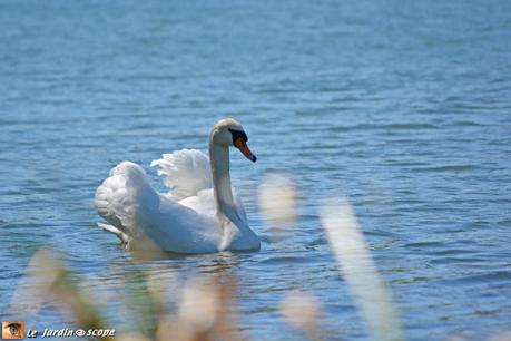 Cygne majestueux sur l'eau