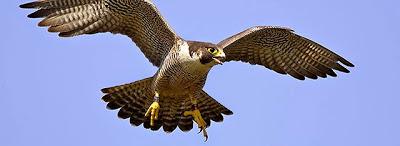 Trans ... créature ?