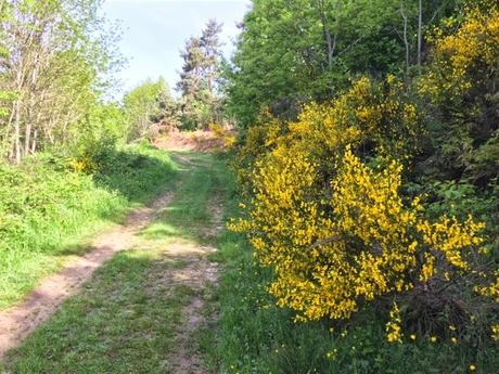 Promenade dans les genêts du Forez
