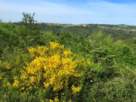 Promenade dans les genêts du Forez