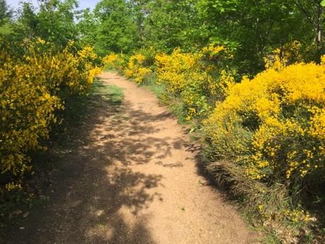 Promenade dans les genêts du Forez